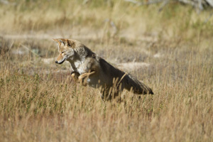coyote